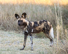African Wild Hunting Dog