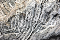 Diploria strigosa fossil symmetrical brain coral (Cockburn Town Member, Grotto Beach Formation, Upper Pleistocene, 114-127 ka; Cockburn Town Fossil Reef, San Salvador Island, Bahamas) 10