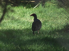 Weka in the Shadows