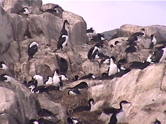 Rock Cormorants on the Boulders
