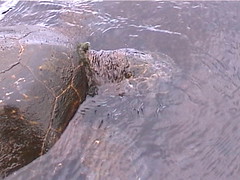 Turtle Skimming