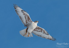 Fabulous Ferruginous Hawk takes flight