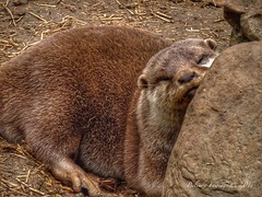 Otter Sleep
