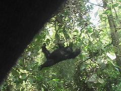 Gorilla Swinging