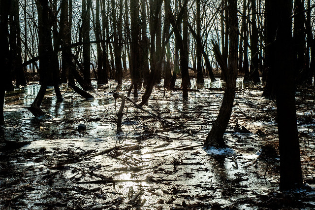 Goose Pond Cyprus Slough - January 5, 2015