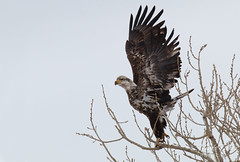 Juvenile Bald Eagle launches into the air
