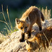 Fox kittens - Pocatello West Bench