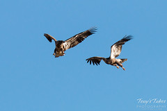 Juvenile Bald Eagles Play in the Sky Sequence - 5 of 10