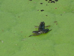 Tiny frog on large lilly pad