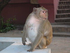 Macaque at Wat Phnom