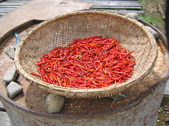 Drying Chilies