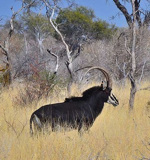 Botswana Hunting Safari 27