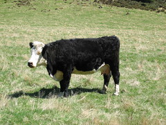 New Zealand Highland Cows