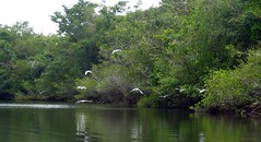 Birds Skimming the River
