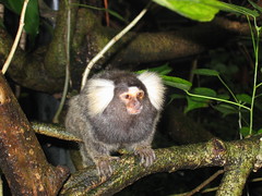 Primates of the Singapore Zoo
