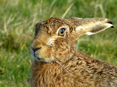 Brown Hare portrait