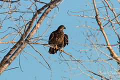 Juvenile Bald Eagles pose for pictures