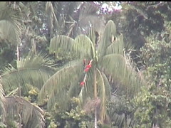 Red Macaws in the Plams