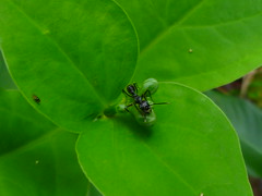 Ant on a Leaf