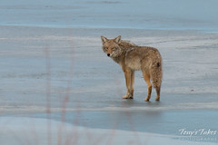 Male coyote stretches and strolls on the ice