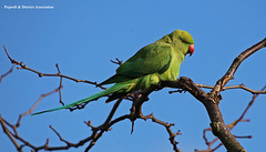 Ringed-Necked Parakeet Pegwell Garden