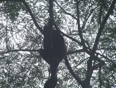 Monkey in the Tree