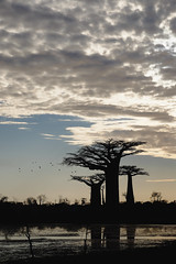 Baobabs.