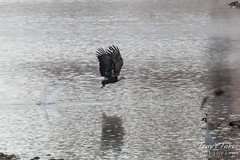 9 of 14 - Bald Eagle Fishing Sequence