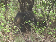 Sloth Bear Yala National Park