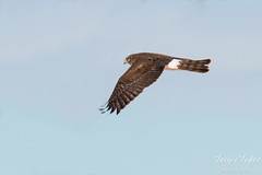 Female Harrier Hawk flyby