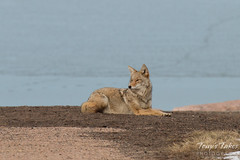 Watchful female Coyote