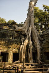 Cambodia:  Ta Prohm - Photo #1