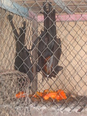 Flying Fox in a Cage
