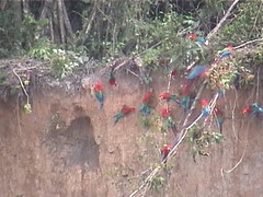 Macaws at Tambopata