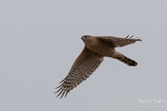 Cooper's Hawk in flight