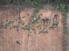 Parrots at Tambopata