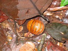 Orange Bug in a Ball