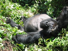 Gorilla Lounging