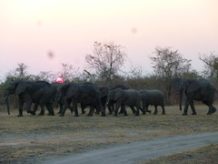 Sun setting behind elephants