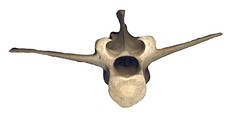 Anglų lietuvių žodynas. Žodis vertebra reiškia n (pl vertebrae ) 1) anat. (stuburo) slankstelis; 2)pl stuburas lietuviškai.