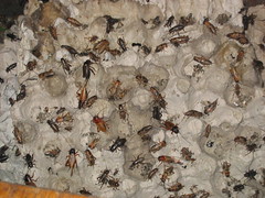 Locusts for Sale