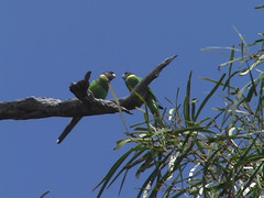 Australian Ringneck Parrots