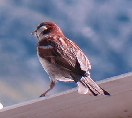 Italian x House Sparrow hybrid (male); 20160826; IT-BZ-Kurzras