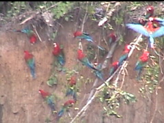 Red Macaws Gathering for the Feast