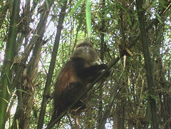 Golden Monkey Volcanoes National Park
