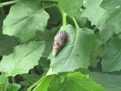 Snail Shell on a Leaf