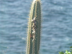 Cactus of St. Croix
