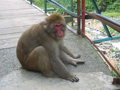 Japanese monkey blocking the path