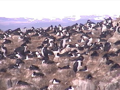 Rock Cormorants