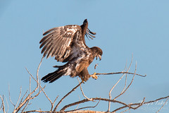 Juvenile Bald Eagle tries to land on small branch